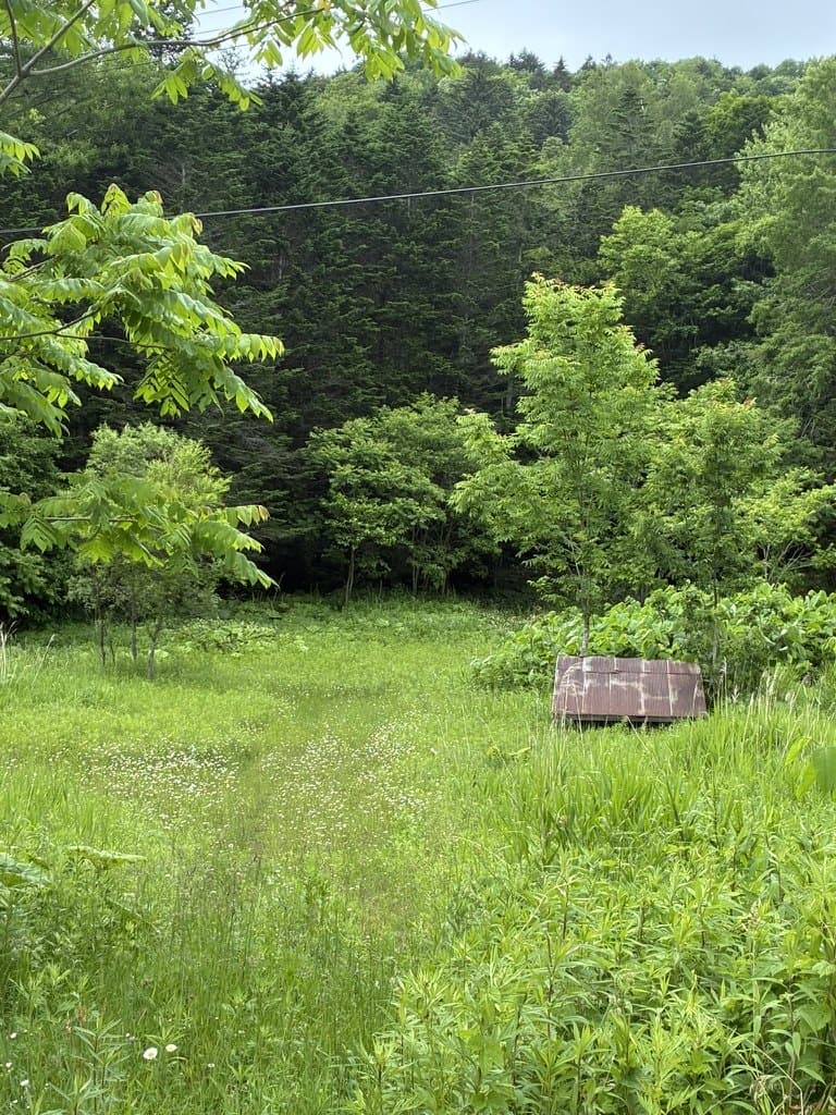 An overgrown block of land in summer, tall grass and wildflowers, trees and a wooded hill behind.